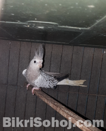 White Faced Pearl Cocktail Bird